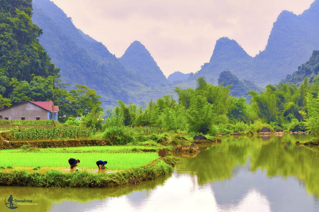 CB Thongdong 8
