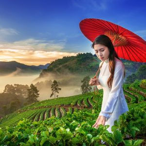 Asian Woman Wearing Vietnam Culture Traditional In Strawberry Ga