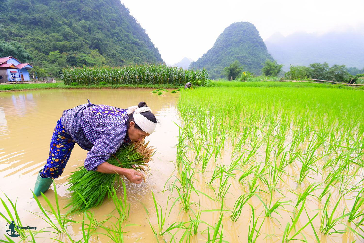 Cao Bằng Thongdong (14)