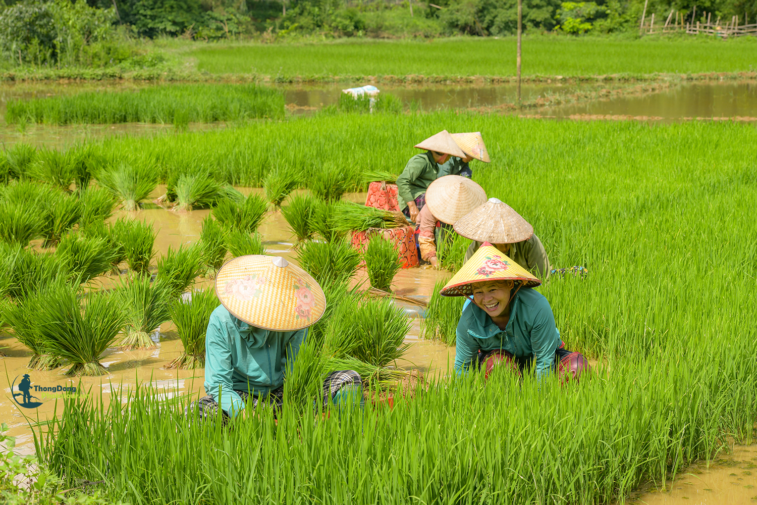 Cao Bằng Thongdong (5)