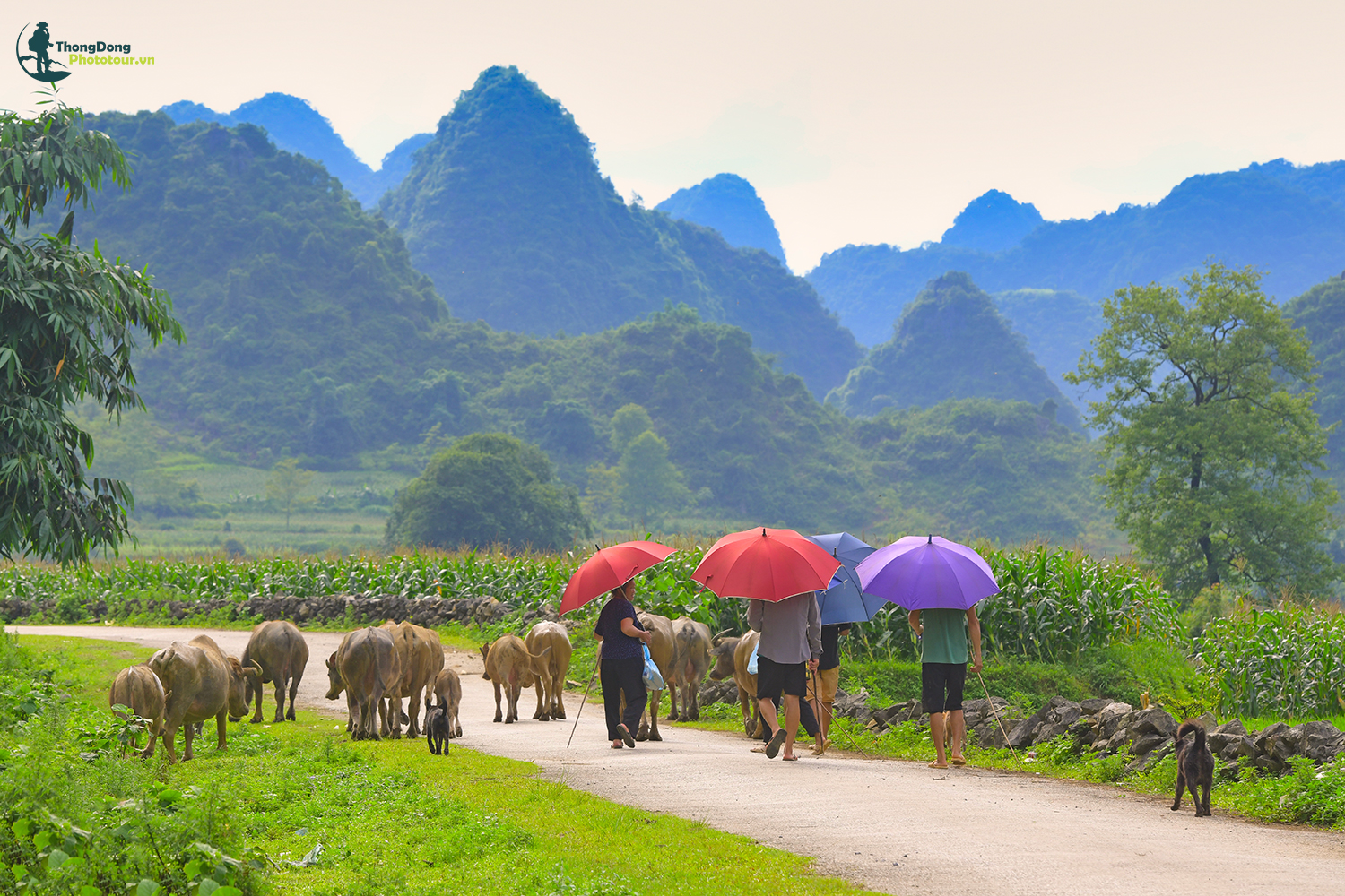 Cao Bằng Thongdong (7)