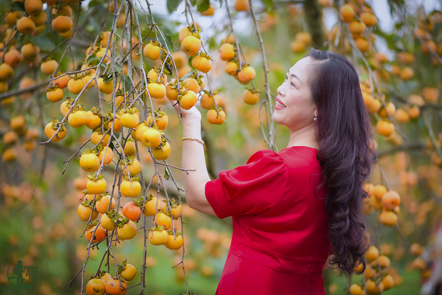 Mộc Châu Mùa Hồng Chín 12